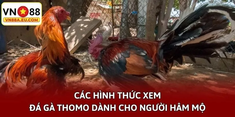 Các hình thức xem đá gà Thomo dành cho người hâm mộ