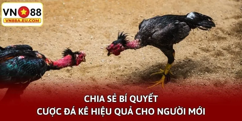 Chia sẻ bí quyết cược đá kê hiệu quả cho người mới