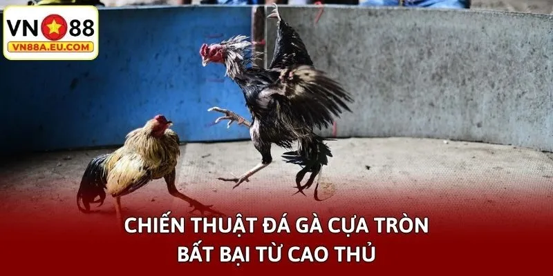 Chiến thuật đá gà cựa tròn bất bại từ cao thủ