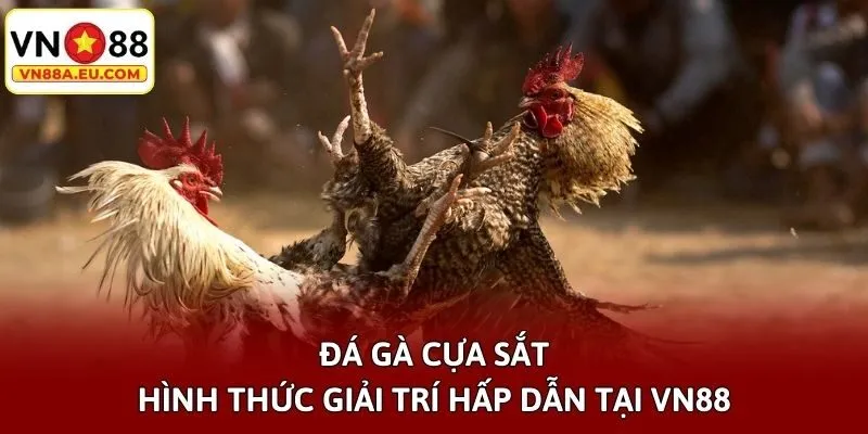 Đá Gà Cựa Sắt - Hình Thức Giải Trí Hấp Dẫn Tại VN88