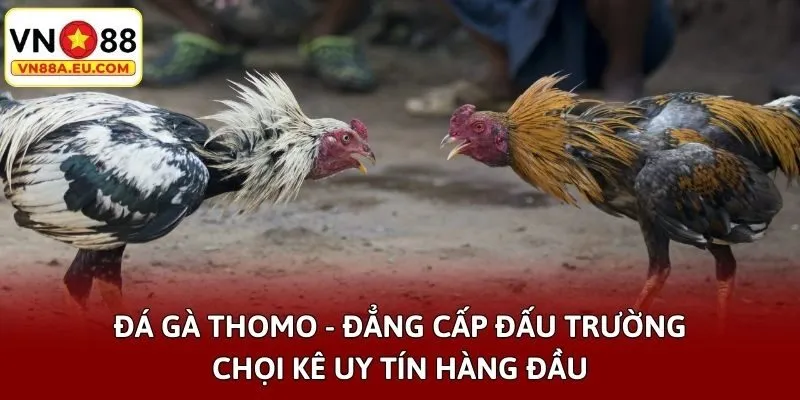 Đá Gà Thomo - Đẳng Cấp Đấu Trường Chọi Kê Uy Tín Hàng Đầu