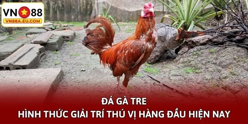 Đá Gà Tre - Hình Thức Giải Trí Thú Vị Hàng Đầu Hiện Nay