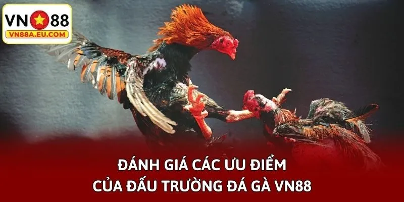 Đánh giá các ưu điểm của đấu trường đá gà VN88