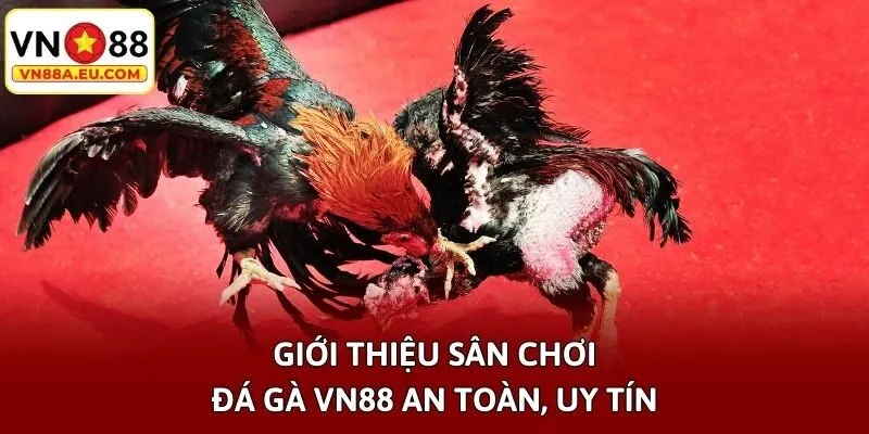 Giới thiệu sân chơi đá gà VN88 an toàn, uy tín
