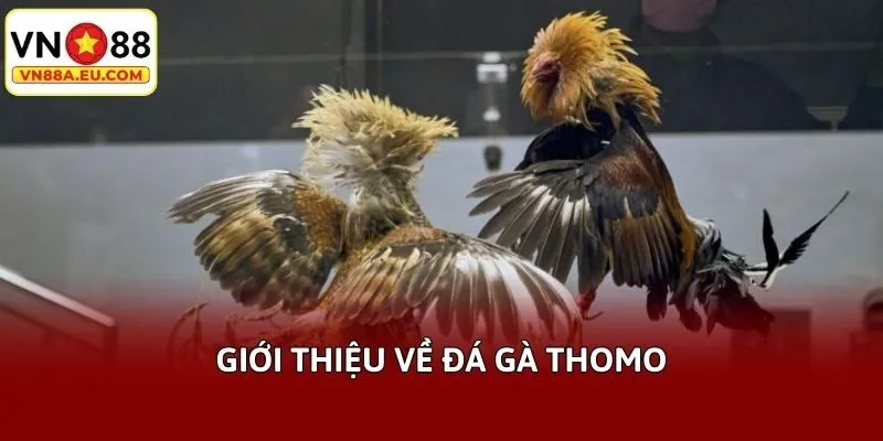Giới thiệu về đá gà thomo