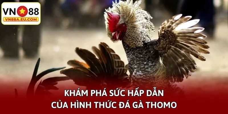 Khám phá sức hấp dẫn của hình thức đá gà Thomo