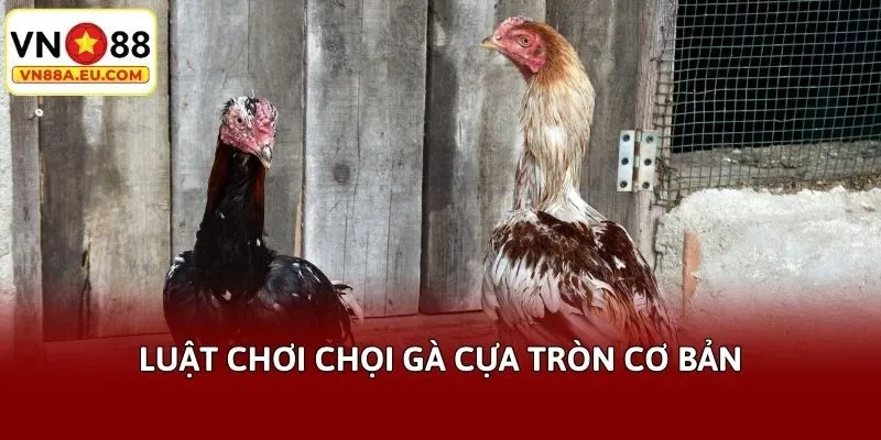 Luật chơi chọi gà cựa tròn cơ bản