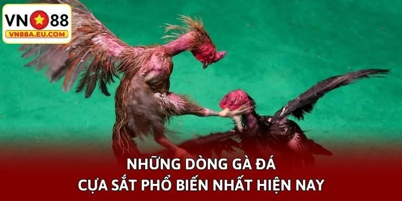 Những dòng gà đá cựa sắt phổ biến nhất hiện nay