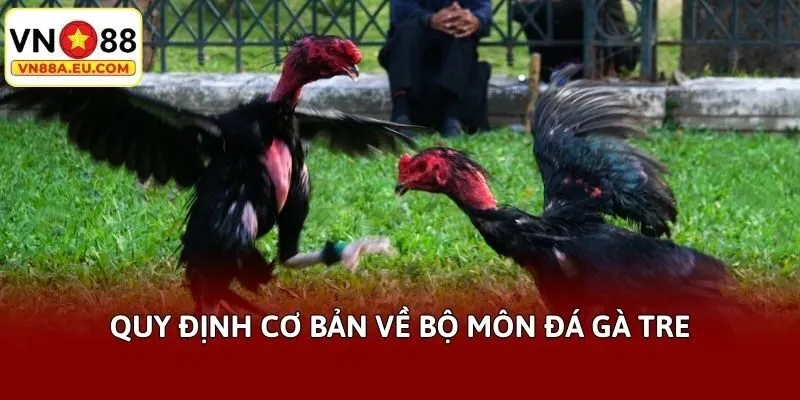 Quy định cơ bản về bộ môn đá gà tre