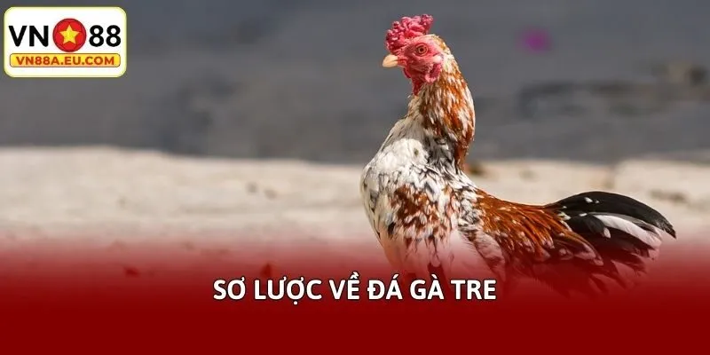 Sơ lược về đá gà tre