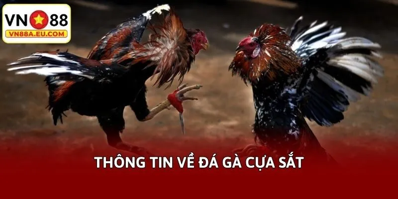 Thông tin về đá gà cựa sắt