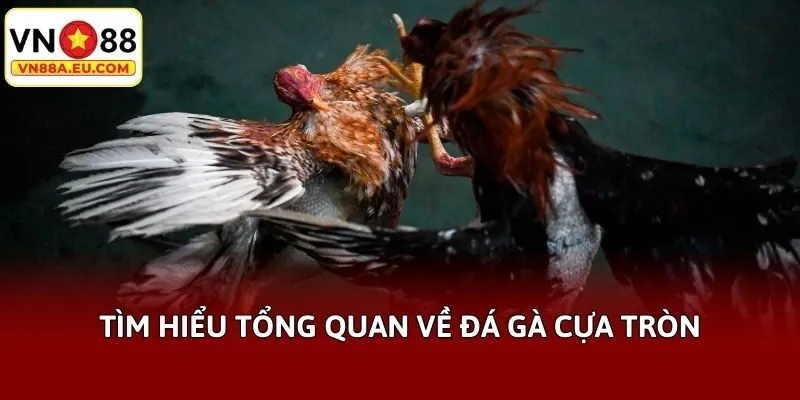Tìm hiểu tổng quan về đá gà cựa tròn